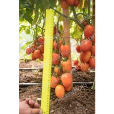 Томат Пламя F1, 0,1 гр.