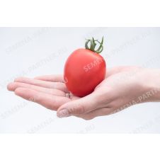 Томат Покрасневшая Невеста F1, 10 шт