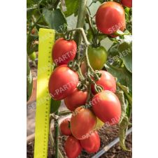 Томат Покрасневшая Невеста F1, 10 шт