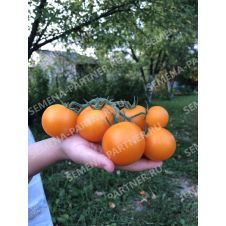 Томат черри Златояр F1, 5 шт