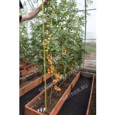 Томат черри Златояр F1, 5 шт