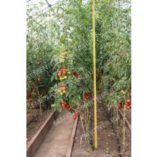 Томат черри Кокта F1, 5 шт