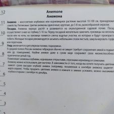 Анемона махровая Блу 10 шт ПОИСК