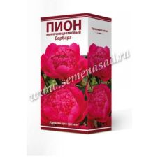 Пион молочноцветковый Барбара, Агрофирма ПОИСК