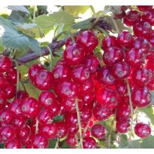 Саженец Смородина Красная Андрейченко