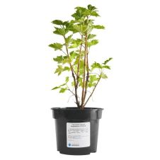 Саженец Смородина Красная Андрейченко