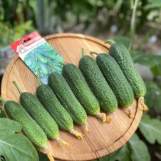 Огурец Сибирская гирлянда F1 Уральский Дачник