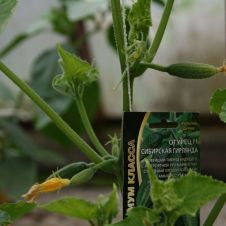 Огурец Сибирская гирлянда F1 Уральский Дачник