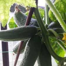 Огурец Сибирская гирлянда F1 Уральский Дачник