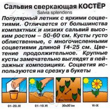 Сальвия Костер 0,1 г Аэлита