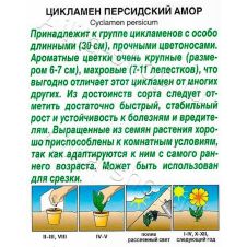 Цикламен персидский Амор 3 шт. Аэлита