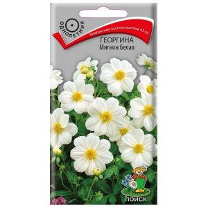 Георгина Мигнон белая 0,2 г ПОИСК
