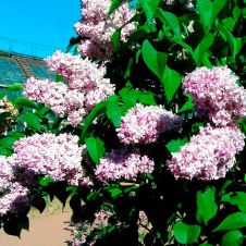 Сирень обыкновенная Надежда С3 30-40 см