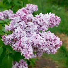 Сирень обыкновенная Надежда С3 30-40 см