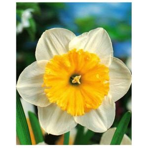 Нарцисс Крупнокорончатый Айс Фоллис 12-14