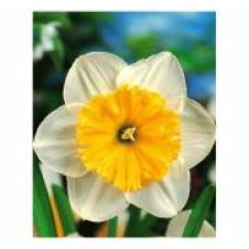 Нарцисс Крупнокорончатый Айс Фоллис 12-14