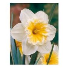 Нарцисс Крупнокорончатый Слим Витмэн 12-14