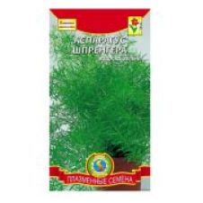 Аспарагус Шпренгера. 4шт. Сима-ленд