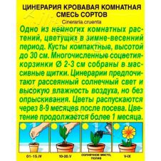 Цинерария смесь окрасок 30 шт Аэлита