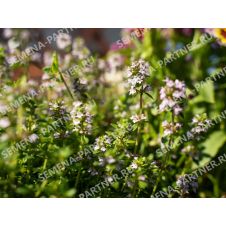 Тимьян Радужный 0,2 г Партнер