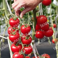 Томат МАСКОТТА F1 0,05 г Партнер