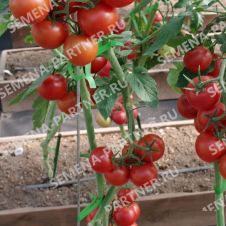 Томат МАСКОТТА F1 0,05 г Партнер