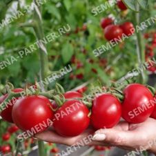 Томат МАСКОТТА F1 0,05 г Партнер
