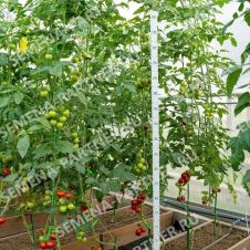 Томат МАСКОТТА F1 0,05 г Партнер