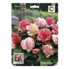 Бегония Вамми Мармората Сибирский сад