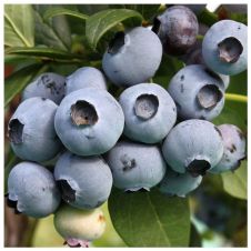 Саженец Голубика Toro (Торо)