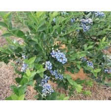 Саженец Голубика Toro (Торо)