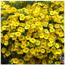 Калибрахоа Каблум F1 желтая 3 шт Аэлита