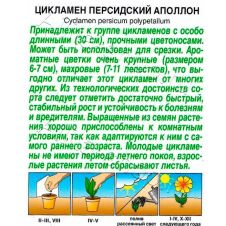 Цикламен персидский Аполлон 3 шт Аэлита