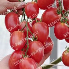 Томат АГРОДЕНС F1 0,05 г Партнер