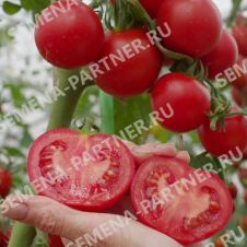 Томат ДЕРЗКИЙ ФРАНК F1 5 шт Партнер