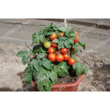 Партнер Томат БАЛКОННОЕ ЧУДО (красный) (0,05г)