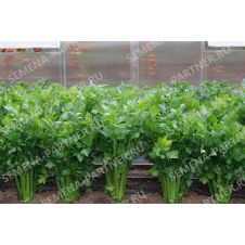 Сельдерей черешковый МАЛАХИТ 0,3 гр. Партнер