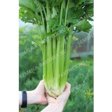 Сельдерей черешковый МАЛАХИТ 0,3 гр. Партнер