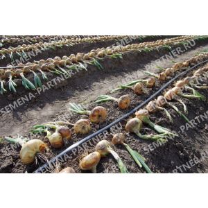 Лук репчатый ШТУТТГАРТЕР РИЗЕН 1 г