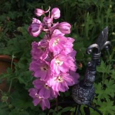 Дельфиниум культурный Астолат  0,1 гр.