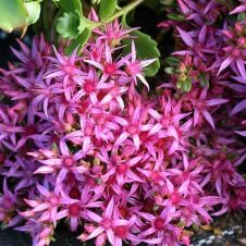 Седум ложный Малиновый 0,01 гр.