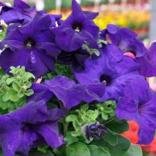 Петуния крупноцветковая Танго Синяя F1 15 шт.