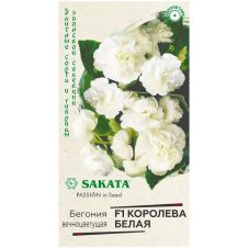 Бегония Королева белая F1 вечноцветущая 4 шт Гавриш Sakata