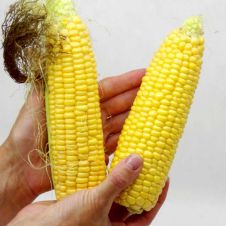 Партнер Кукуруза сахарная СПИРИТ F1 3 гр.