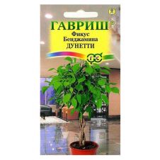 Фикус Бенджамина Дунетти 0,01 г. Гавриш