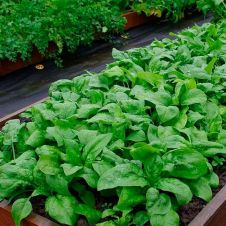 Шпинат МАТАДОР 5 г Партнер