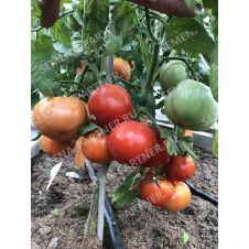 Томат МОНГОЛ КАРЛИК 0,05 гр.