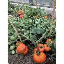 Томат МОНГОЛ КАРЛИК 0,05 гр.