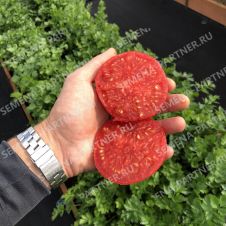 Томат МОНГОЛ КАРЛИК 0,05 гр.