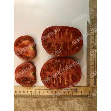 Томат МОНГОЛ КАРЛИК 0,05 гр.